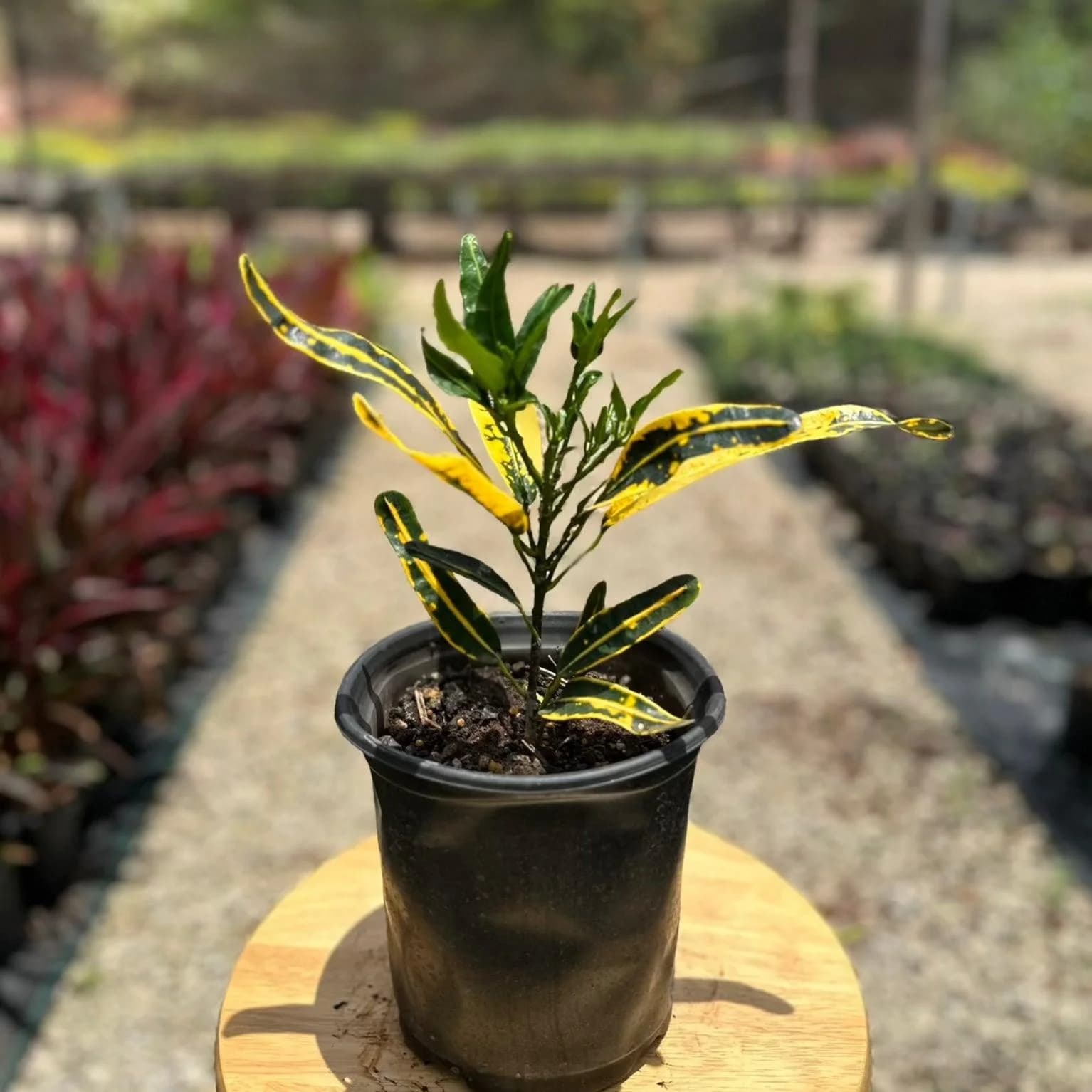 Croton Small