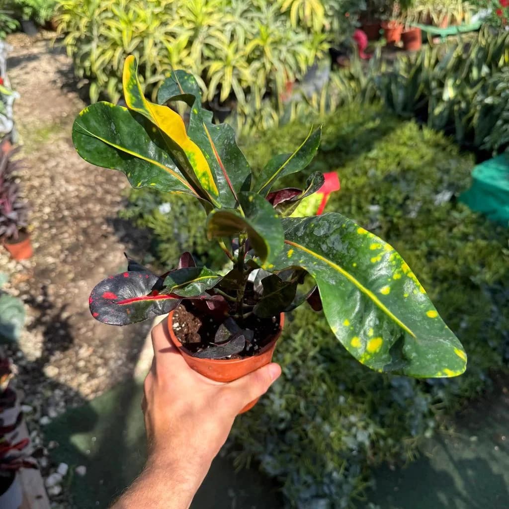 Croton Small thumbnail 2