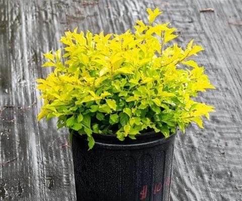 Dronium Plant