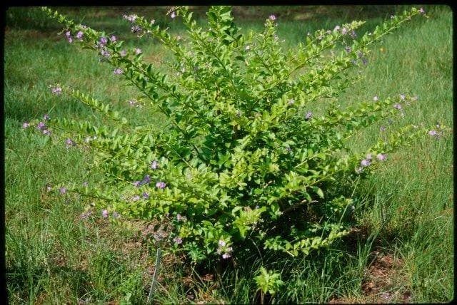 Dronium Plant thumbnail 5