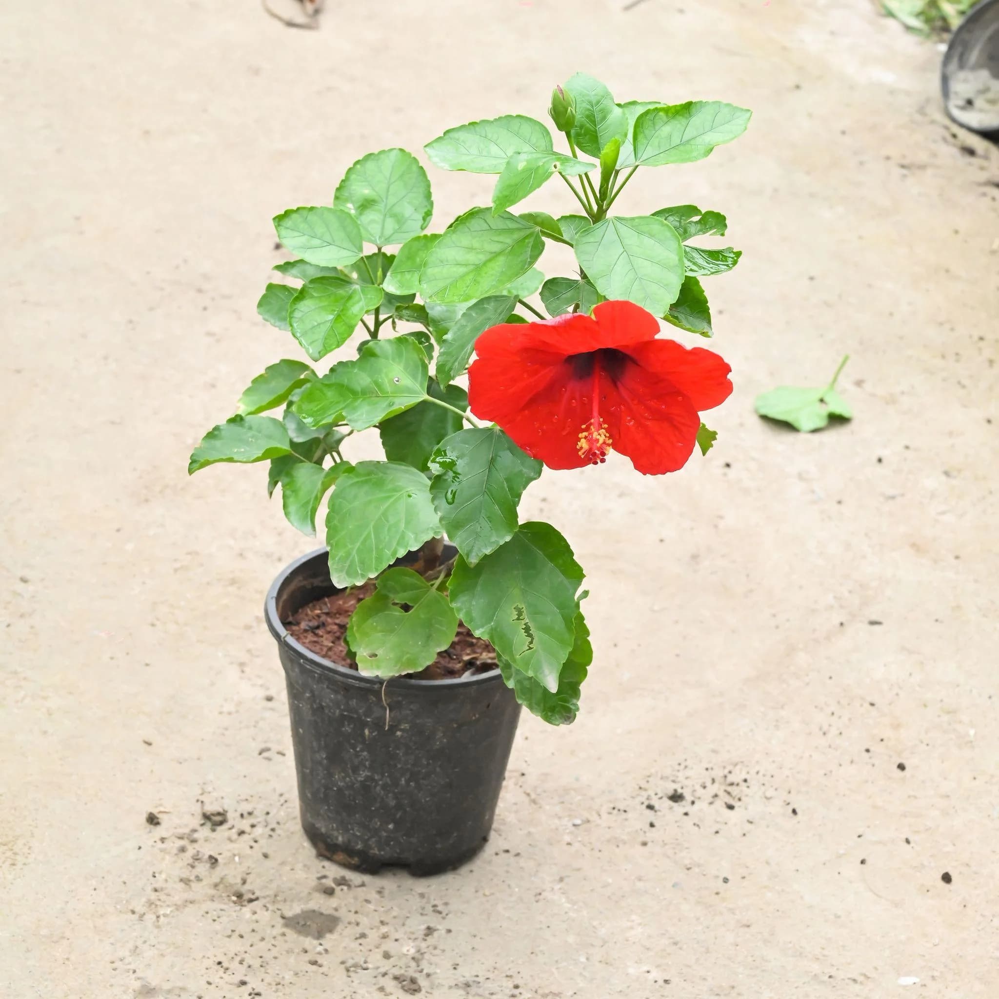 Sembaruthi Nattu