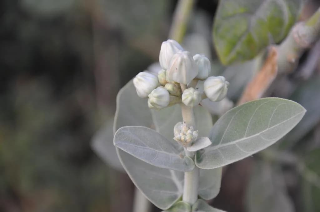 White Eruku Plant thumbnail 2