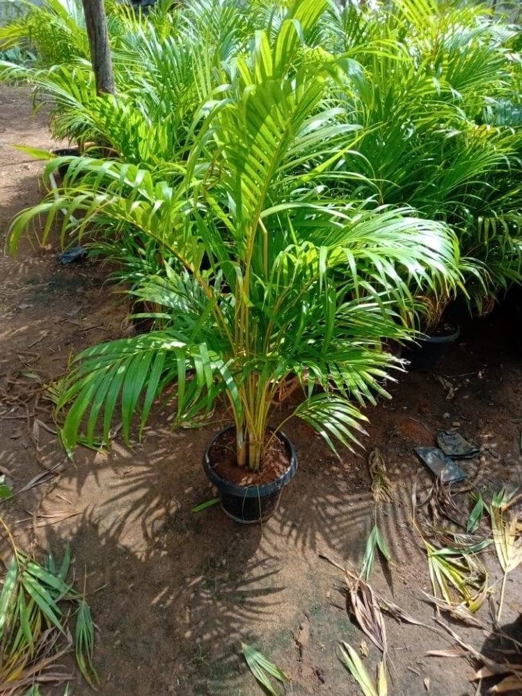 Areca Palm thumbnail 4
