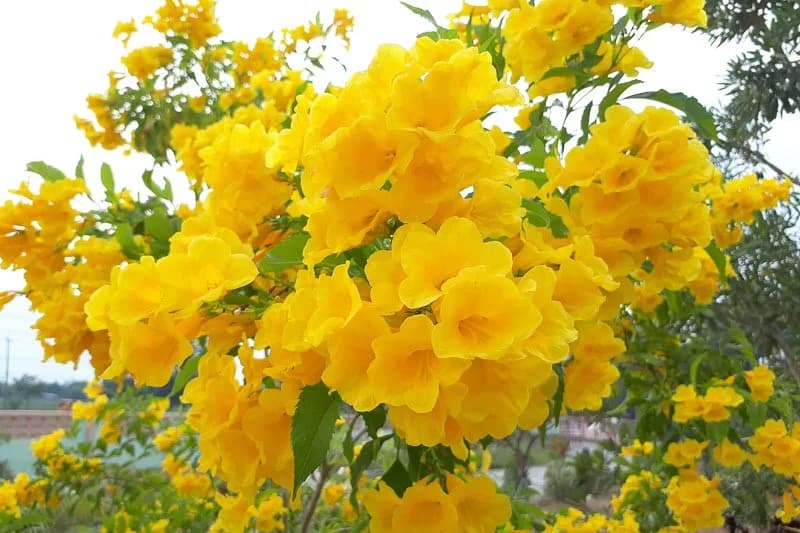 Decoma Plant Yellow thumbnail 6