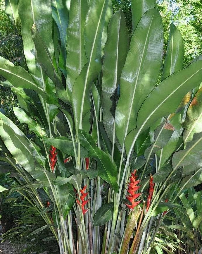 Heliconia thumbnail 3