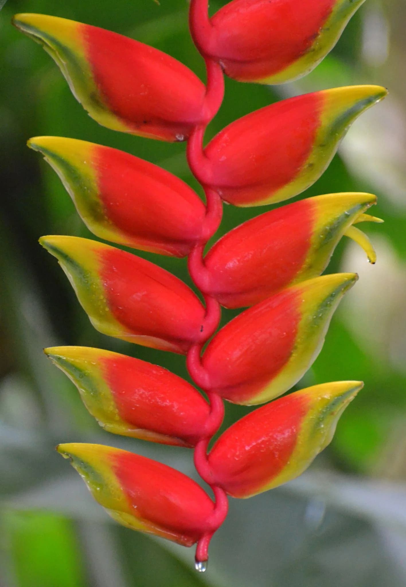 Heliconia thumbnail 4