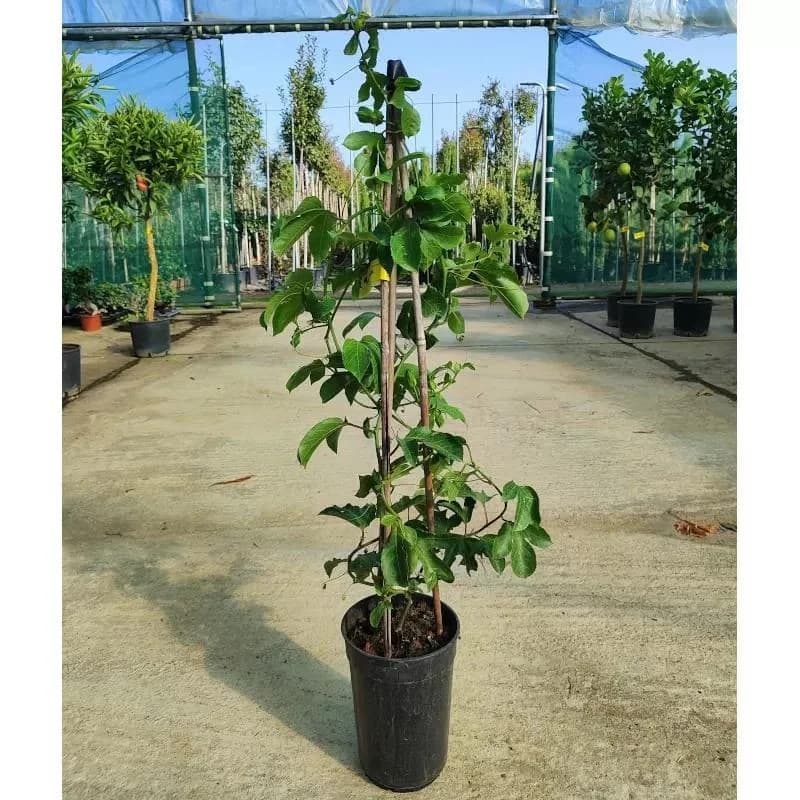 Live Passion Fruit Plant, Healthy Rooted Vine, Fast Growing, Suitable For Home Garden thumbnail 2