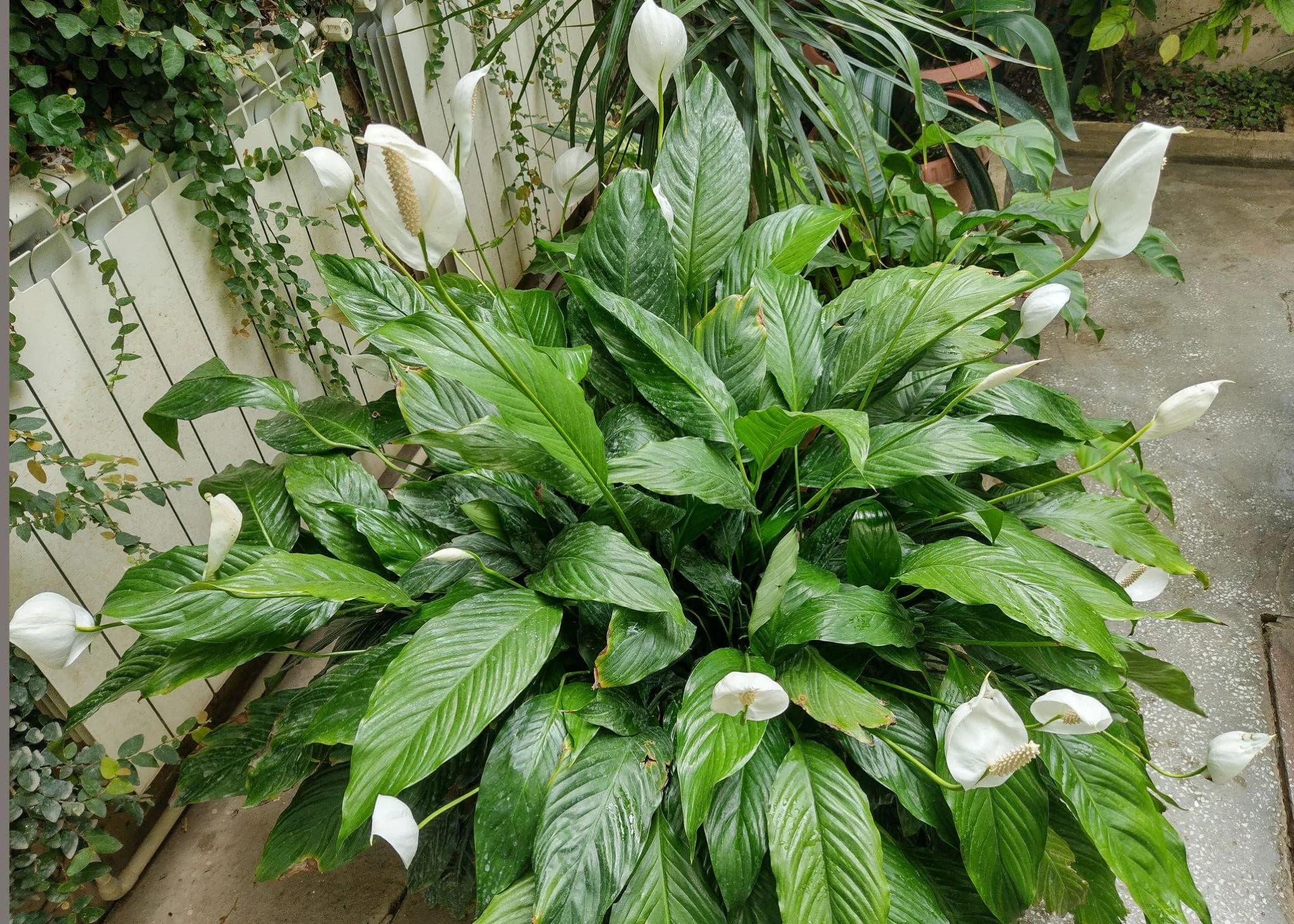 Live Peace Lily Or Spathiphyllum Plant Indoor Outdoor Plant Air Purifier Oxygen Supplier Good Luck With Round Pot For Living Room/bedroom/house/office (peace Lilly) (single Peace Lilly) thumbnail 5