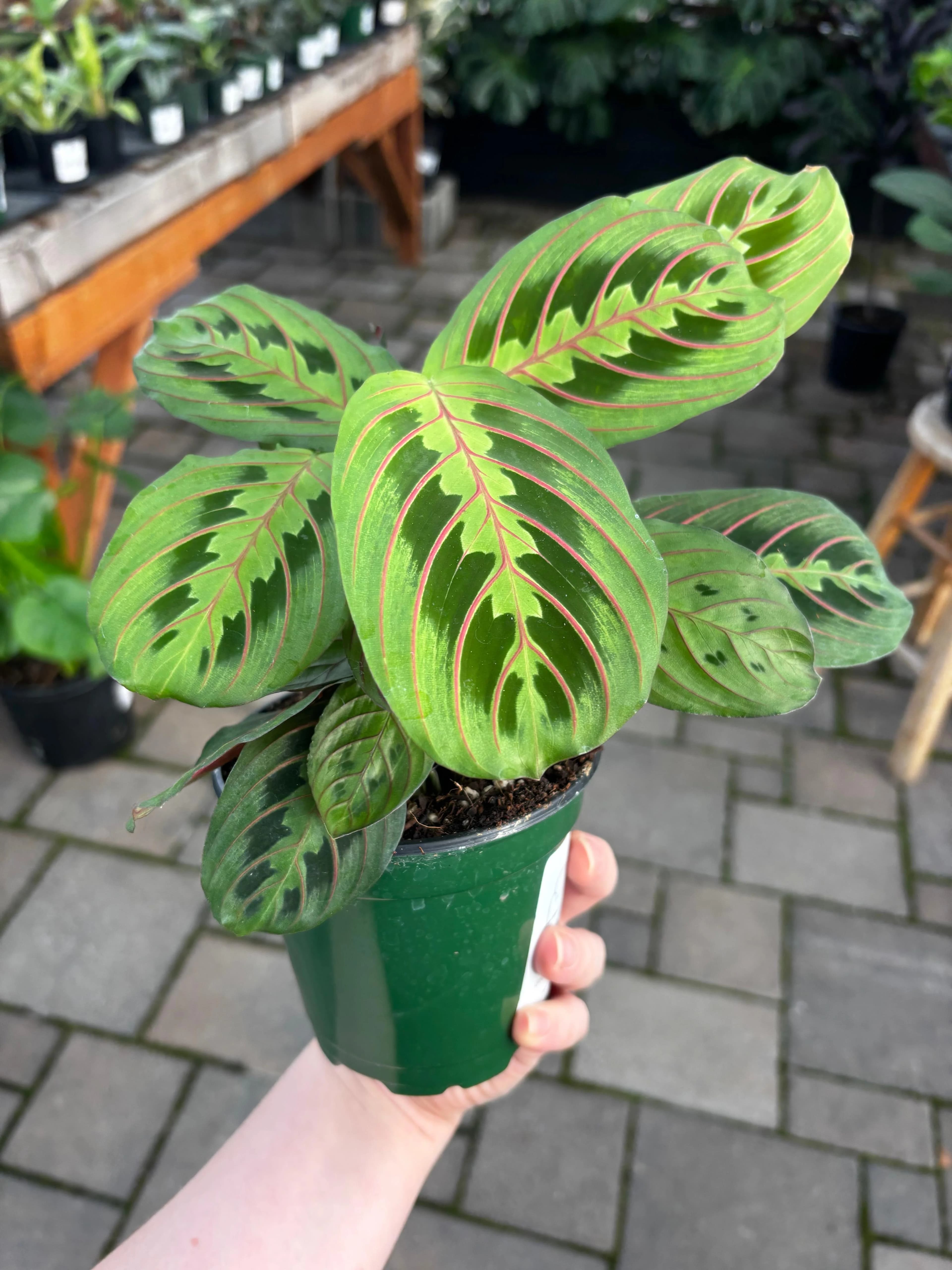 Maranta