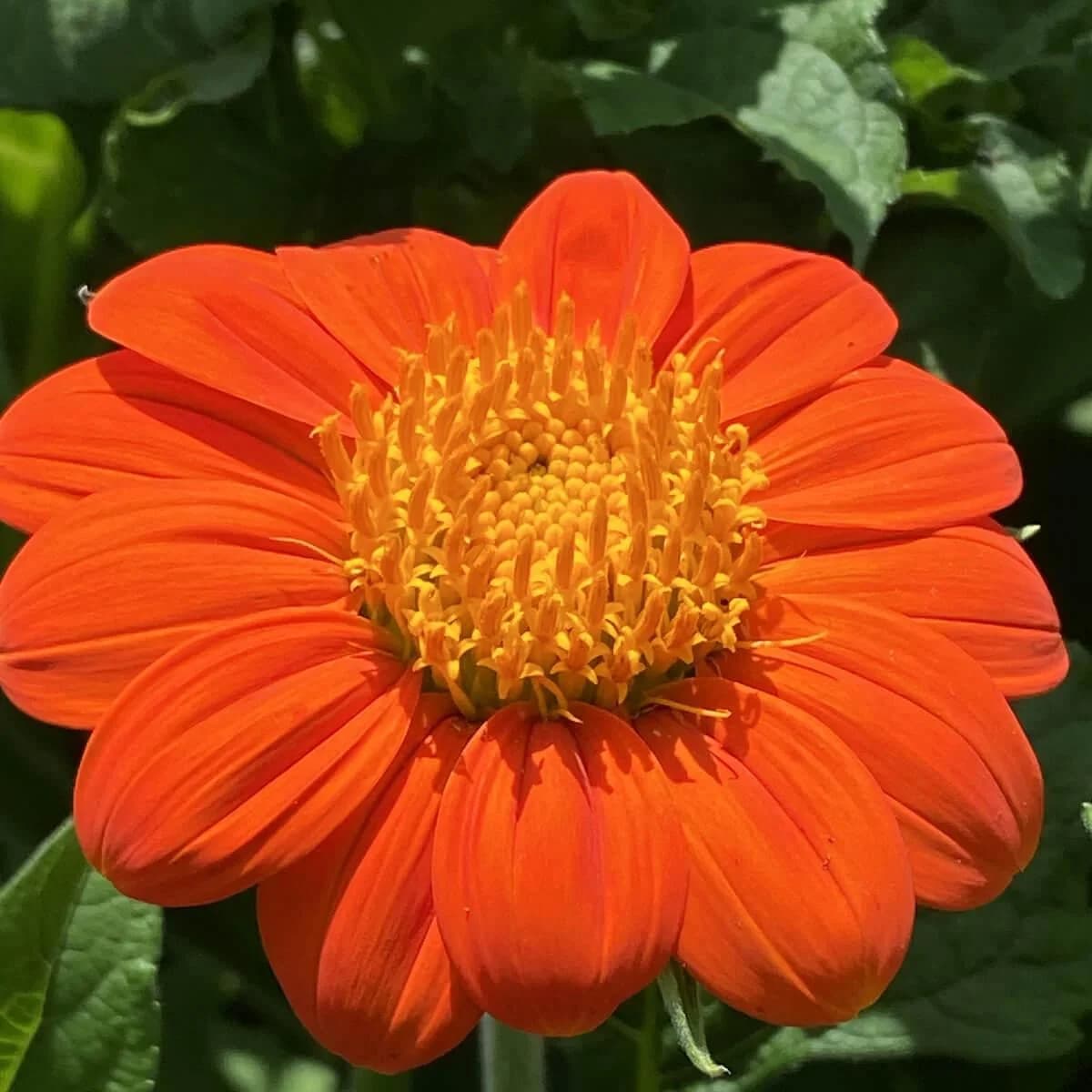Mexican Sunflower thumbnail 2