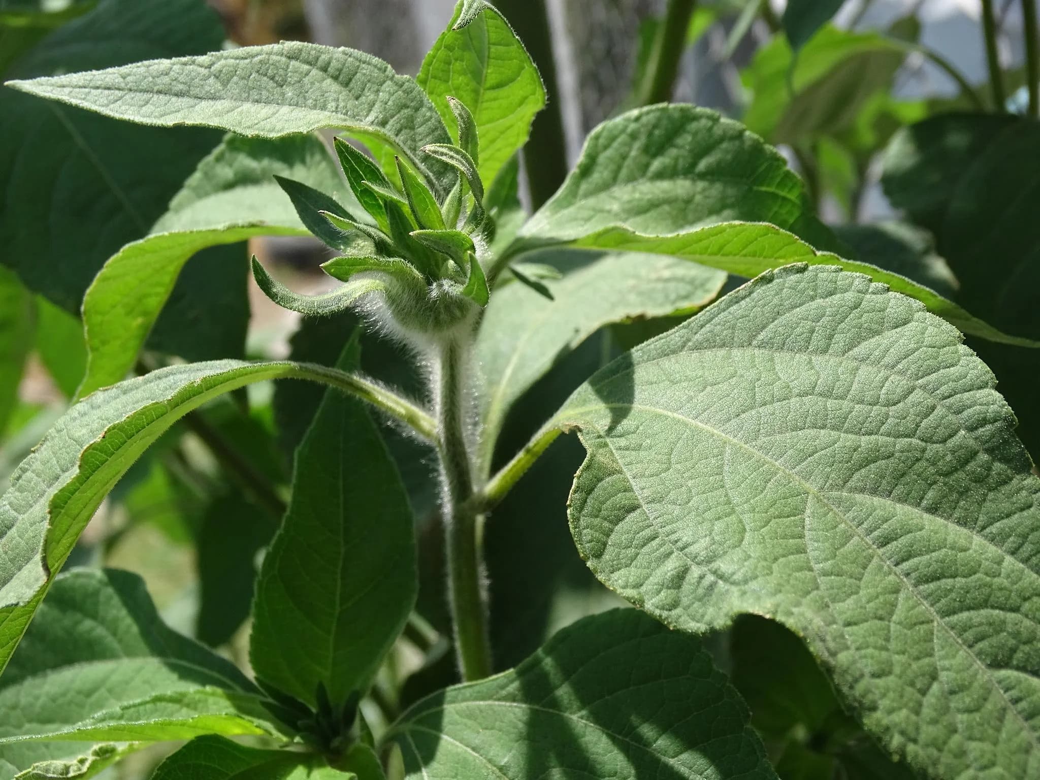 Mexican Sunflower thumbnail 3