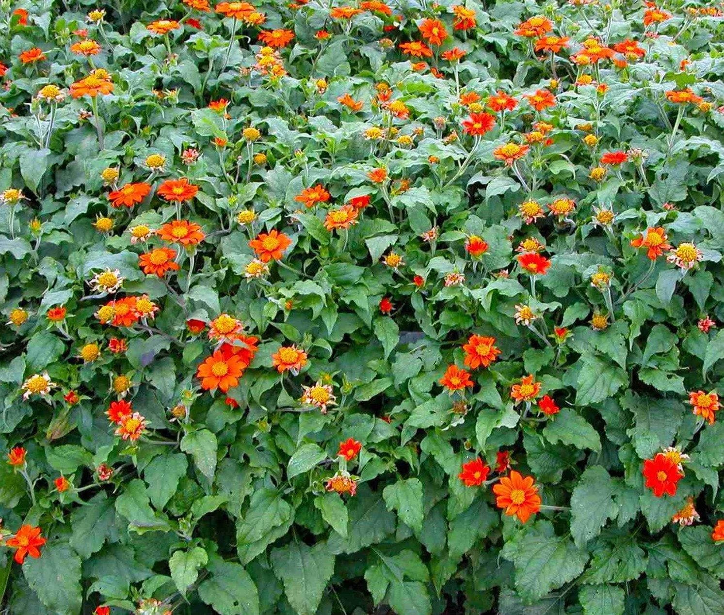 Mexican Sunflower thumbnail 7