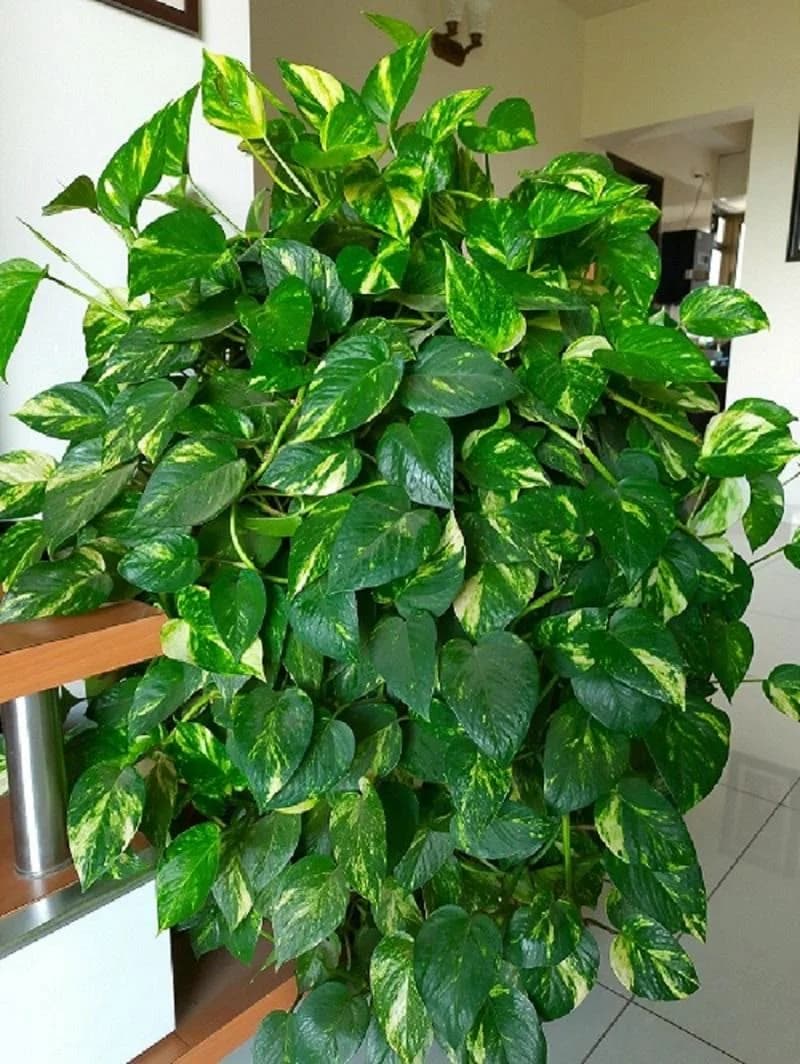 Money Plant thumbnail 5
