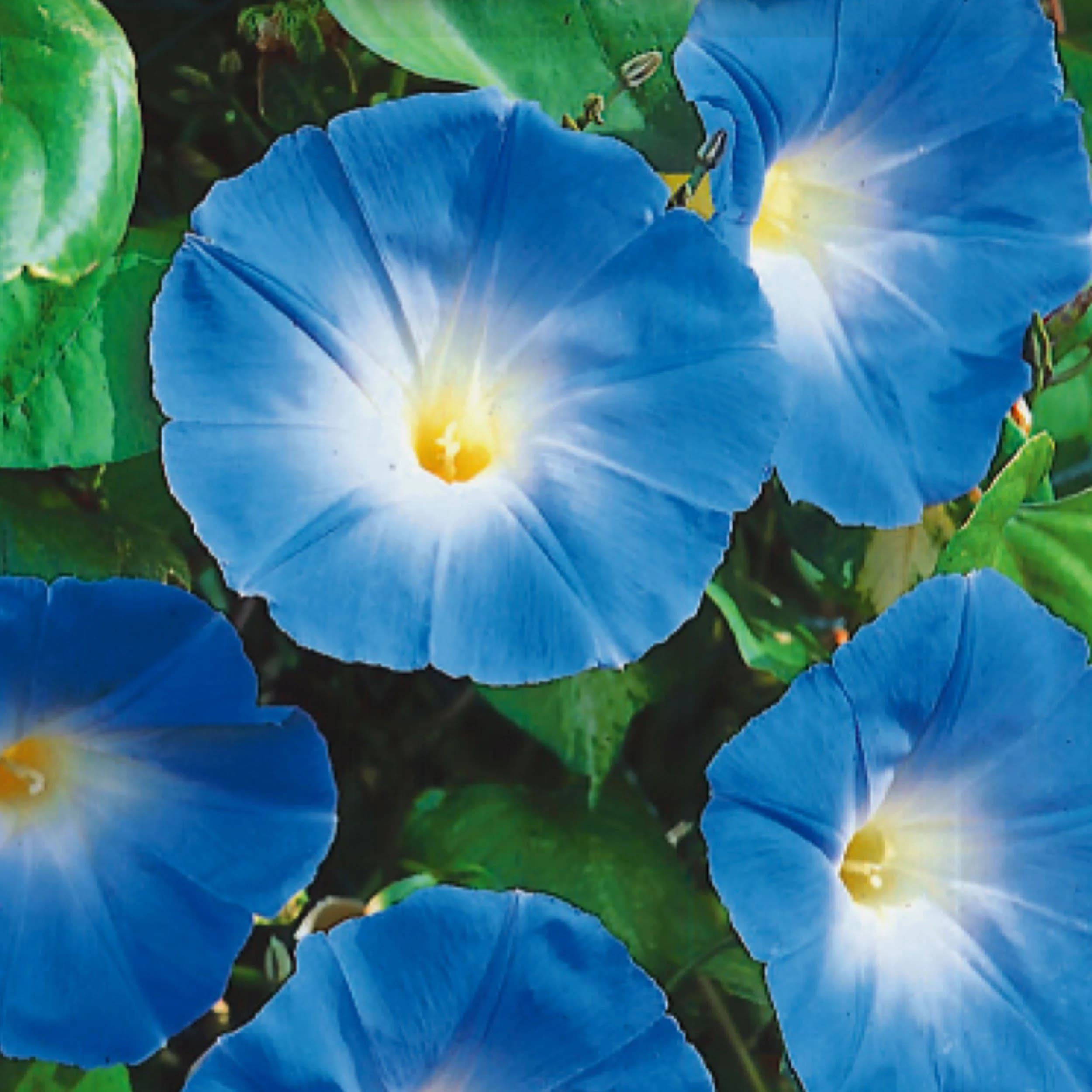 Morning Glory thumbnail 3