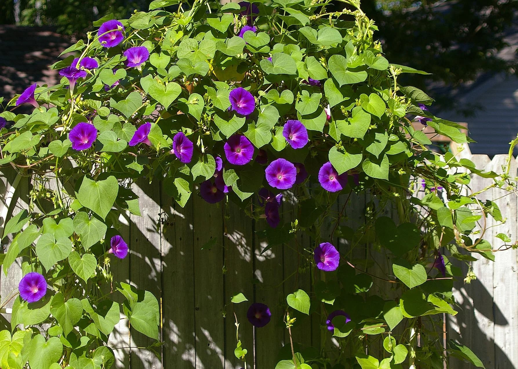 Morning Glory thumbnail 4