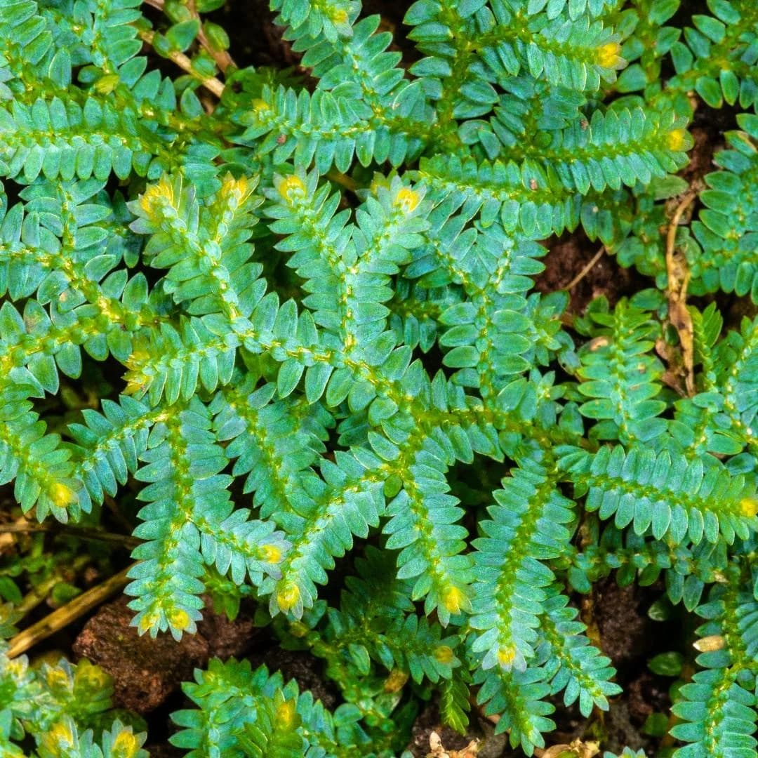 Peacock Fern Plant, Vibrant Green Foliage, Ornamental Indoor Fern thumbnail 5