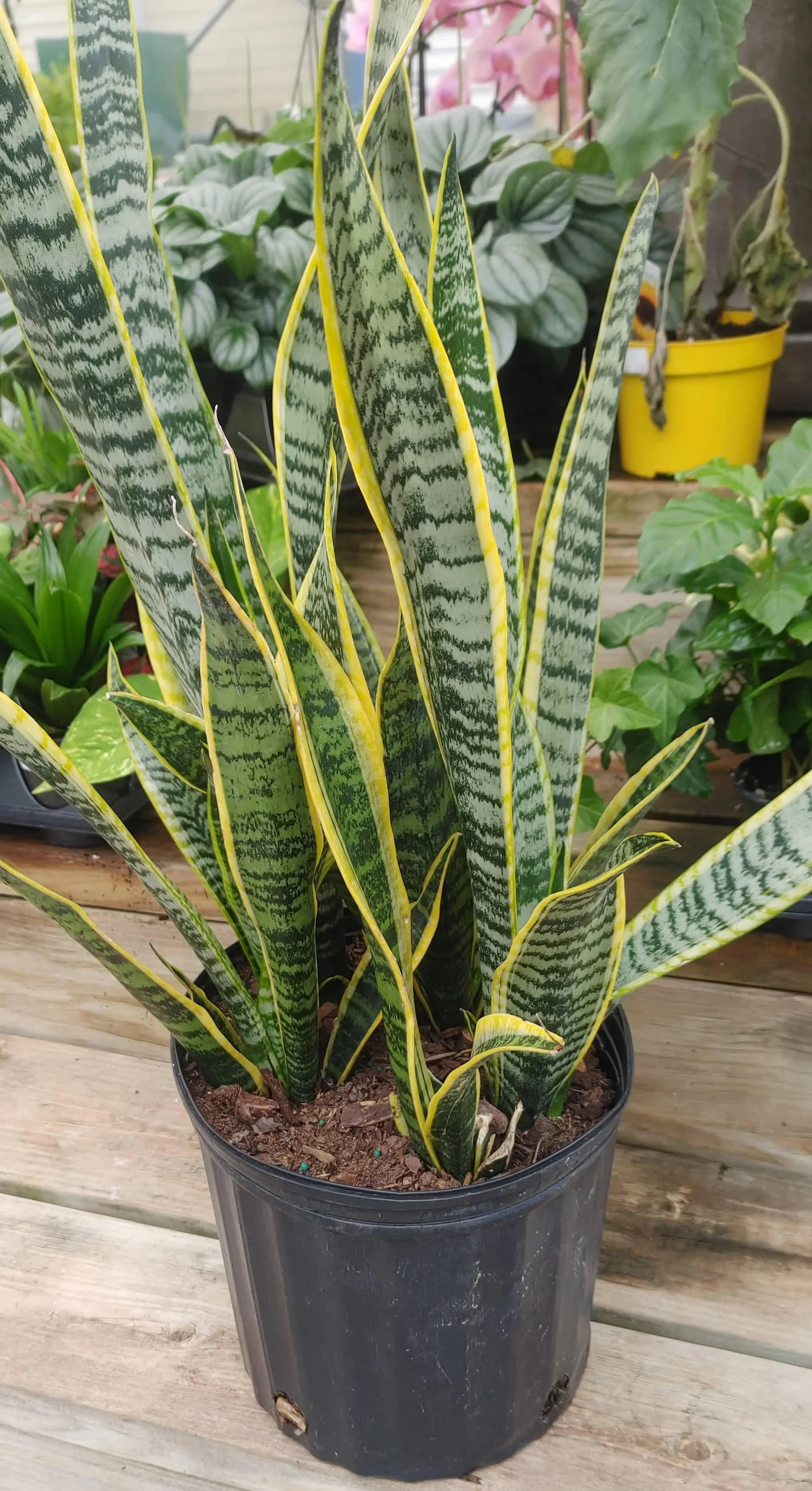 Snake Plant
