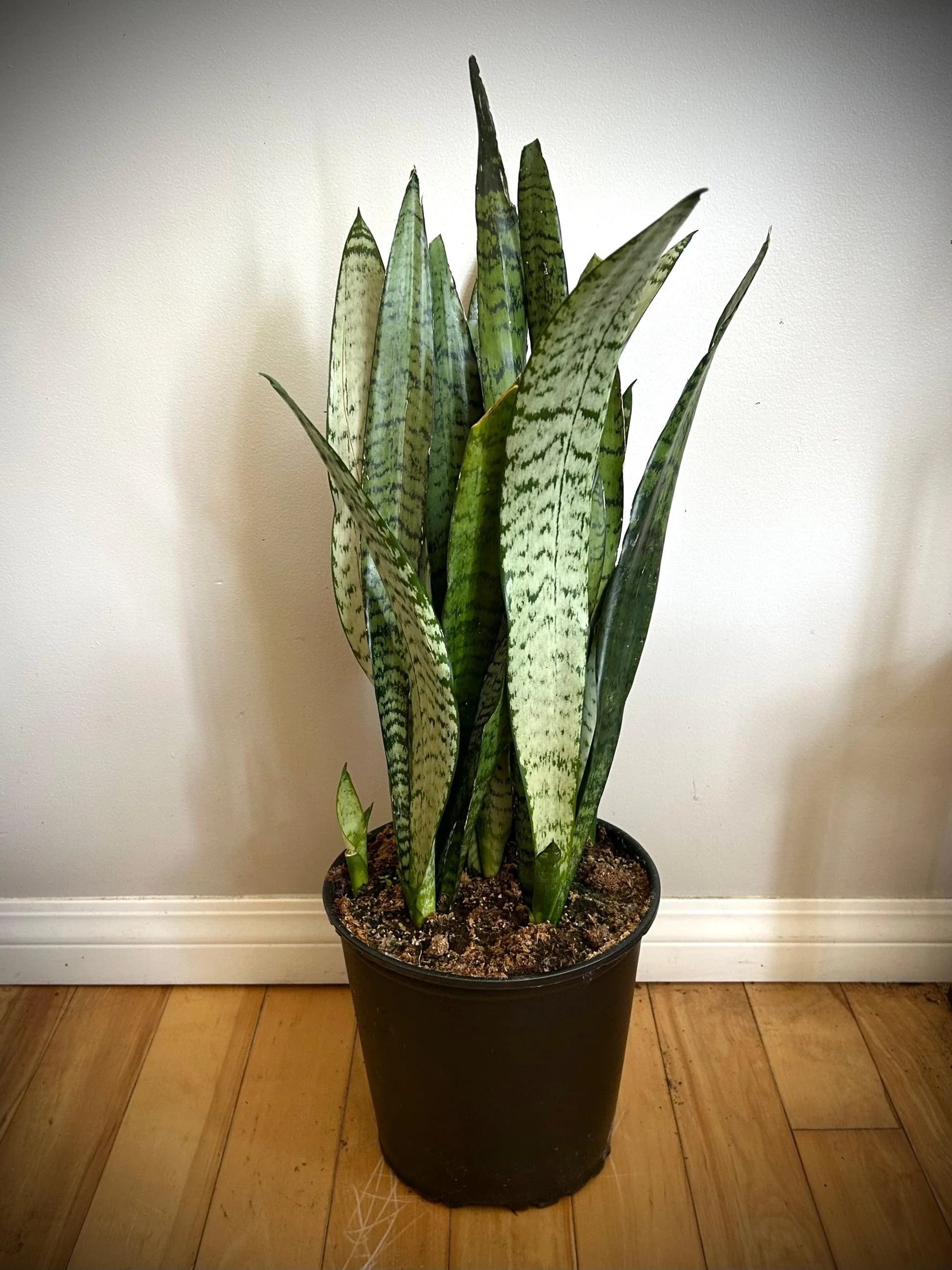 Snake Plant thumbnail 5