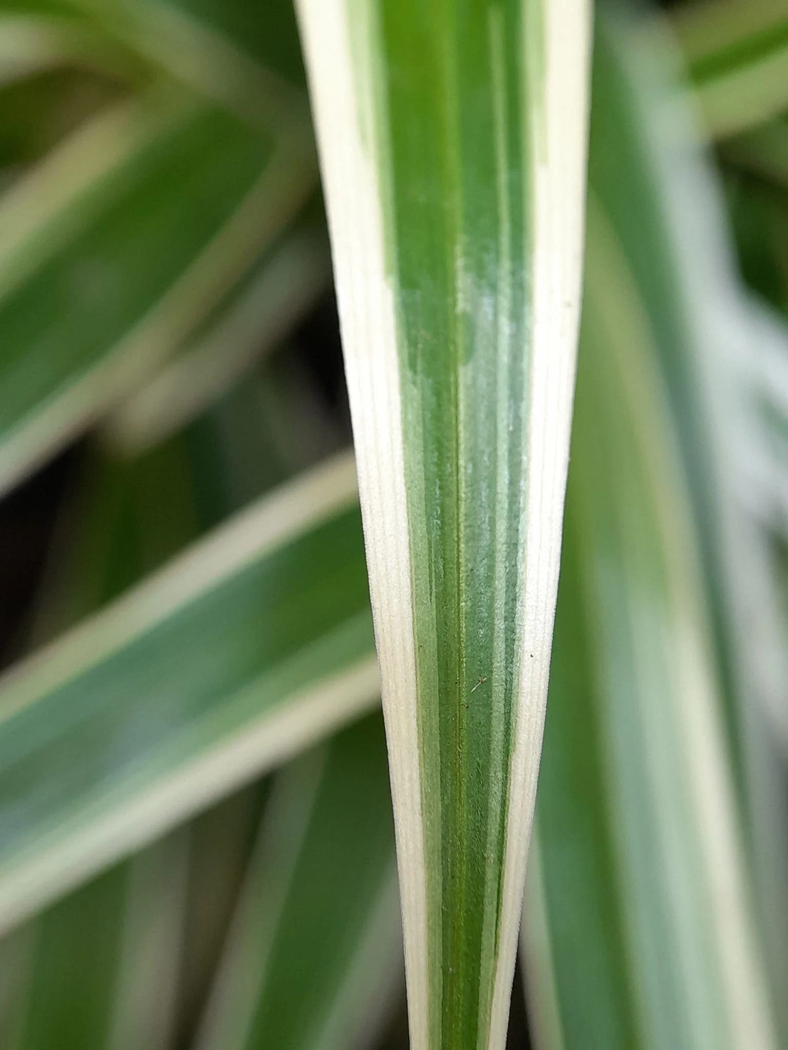 Spider Plant