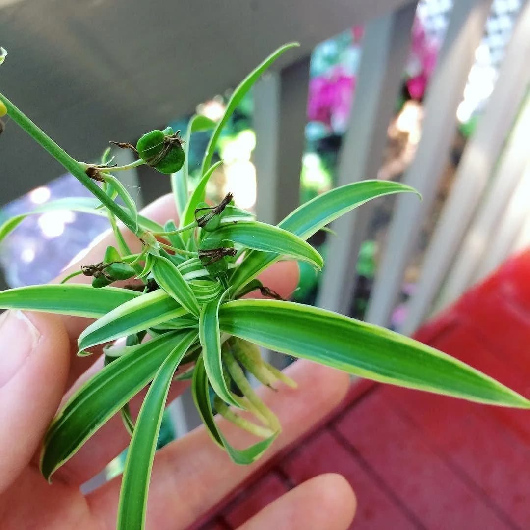 Spider Plant thumbnail 2