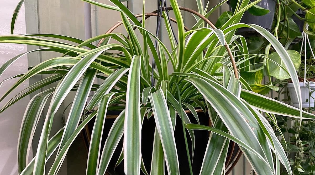 Spider Plant thumbnail 5