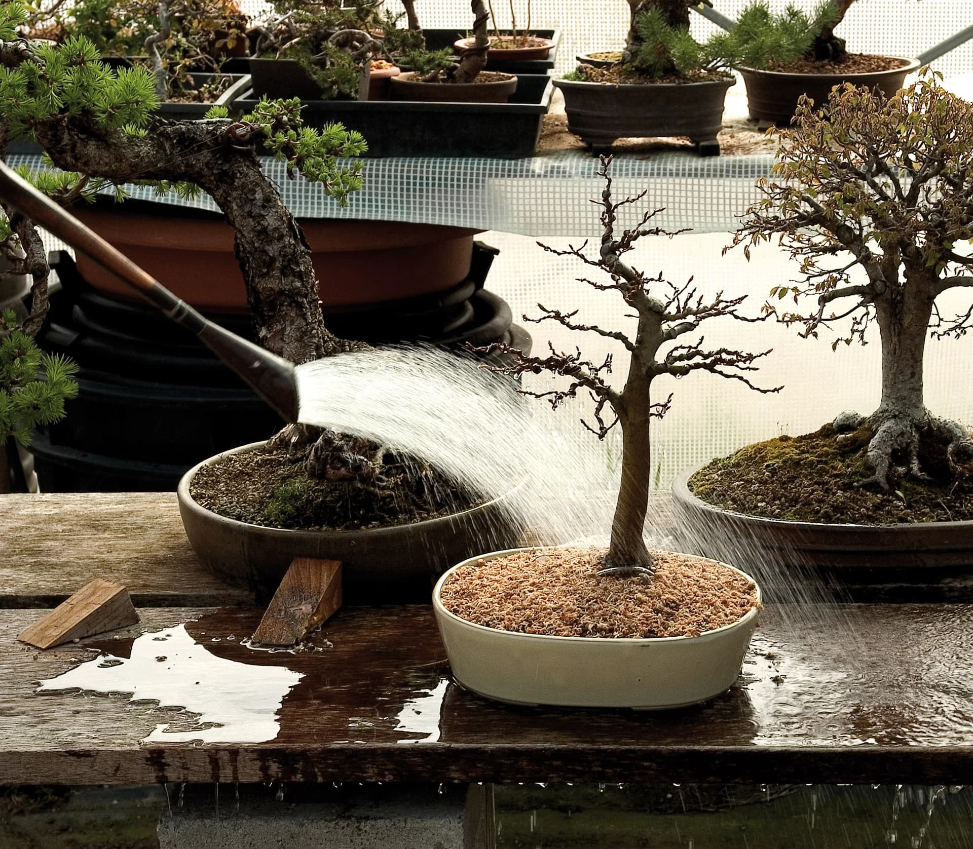 Termatic Bonsai thumbnail 2