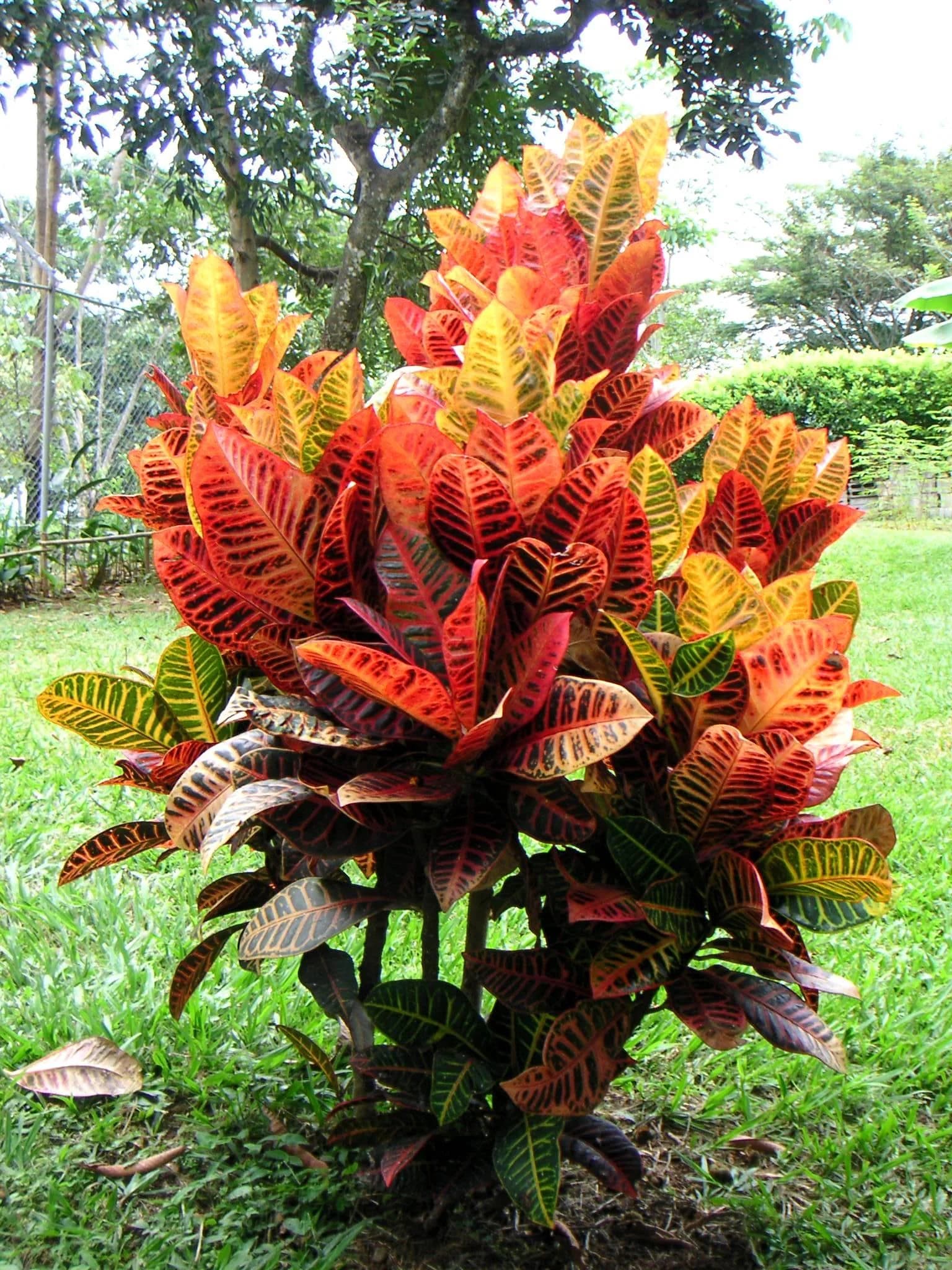 Thujaa Croton thumbnail 3