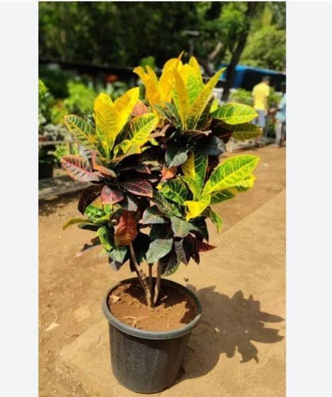 Thujaa Croton thumbnail 4