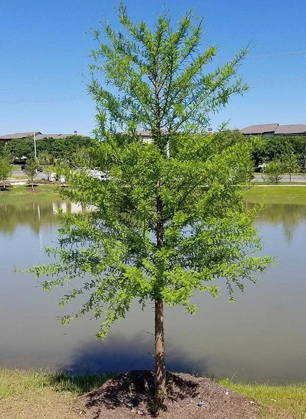 Water Cypress Plant thumbnail 3