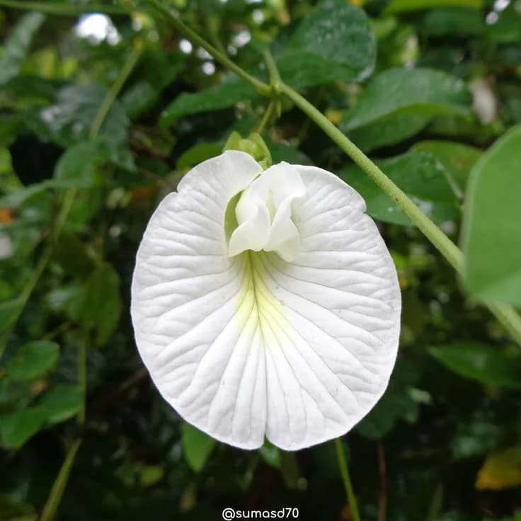 White Shankhpushpi