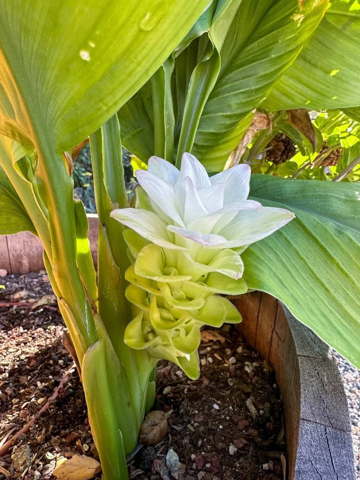 White Turmeric thumbnail 2