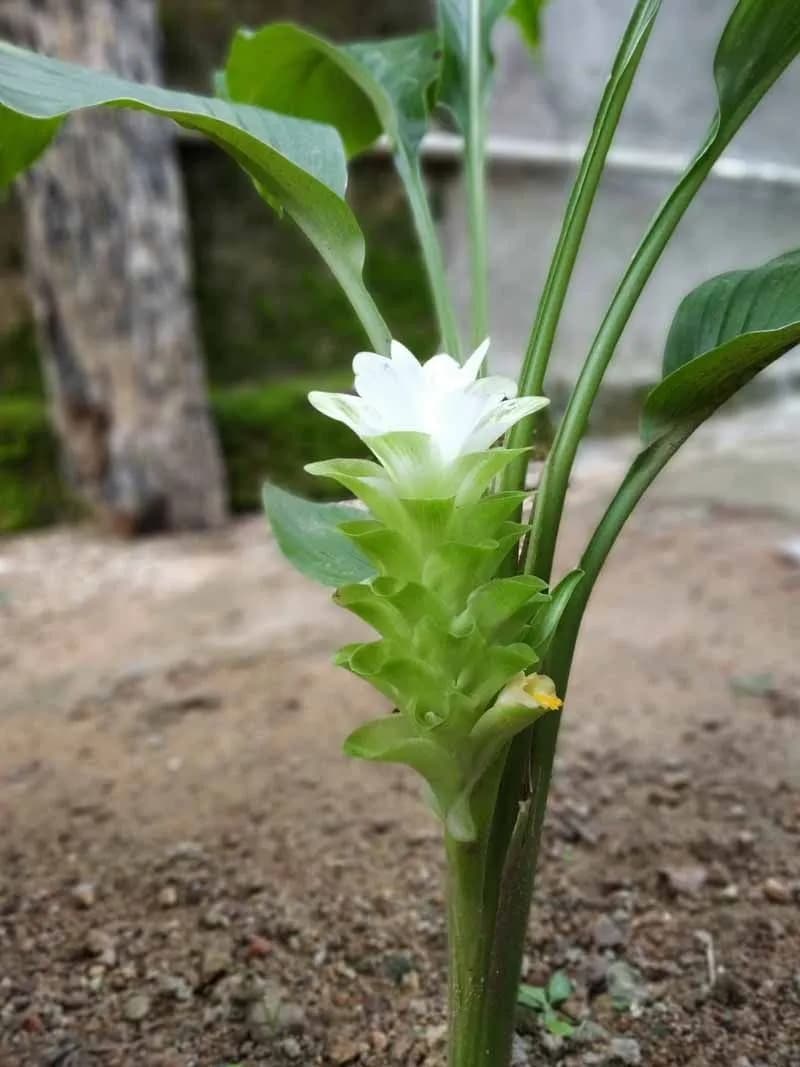 White Turmeric thumbnail 3