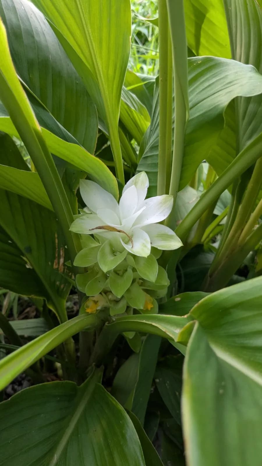 White Turmeric thumbnail 5