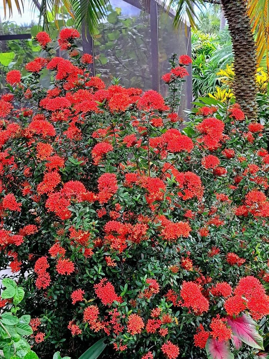 Xeroa Red Ixora Live Plant, Vibrant Red Flowering Shrub, Ideal For Gardens And Landscapes thumbnail 2