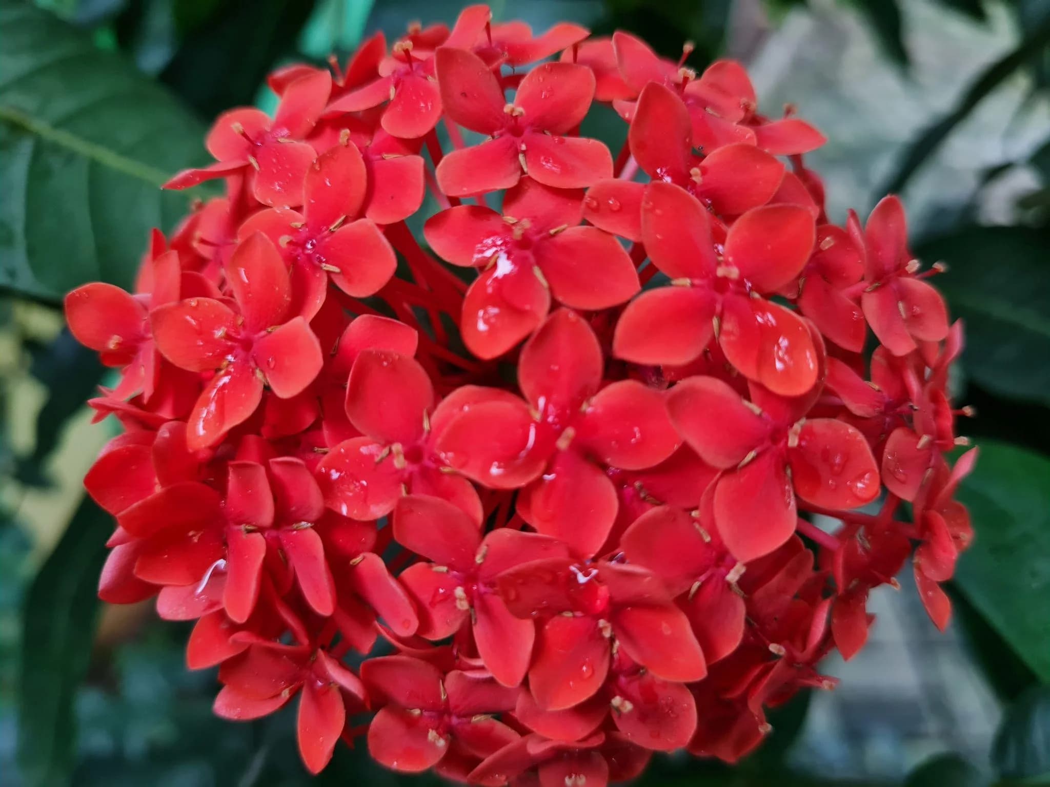 Xeroa Red Ixora Live Plant, Vibrant Red Flowering Shrub, Ideal For Gardens And Landscapes thumbnail 3