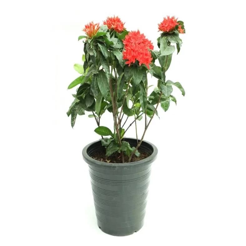 Xeroa Red Ixora Live Plant, Vibrant Red Flowering Shrub, Ideal For Gardens And Landscapes thumbnail 5