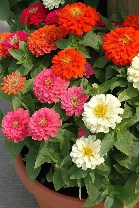 Zinnia thumbnail 3