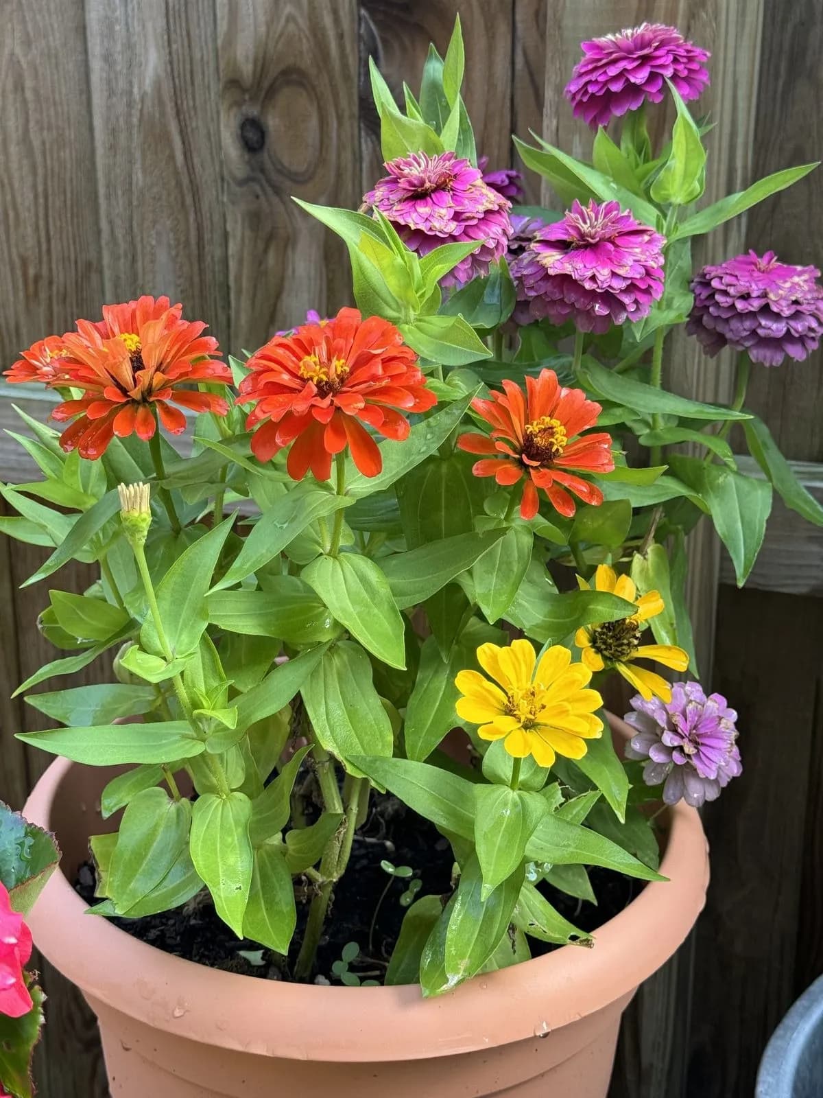 Zinnia thumbnail 4