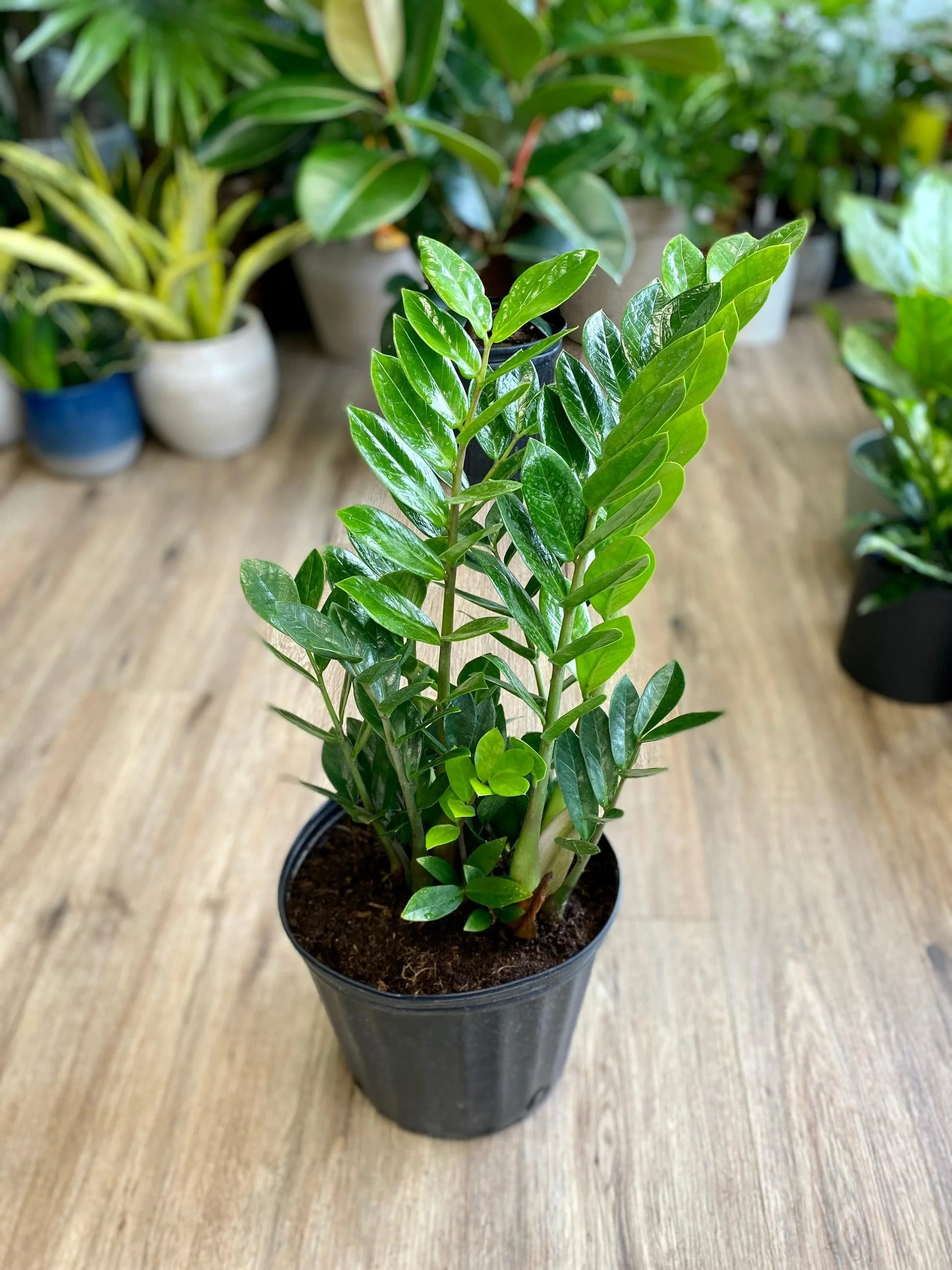 Zz Plant