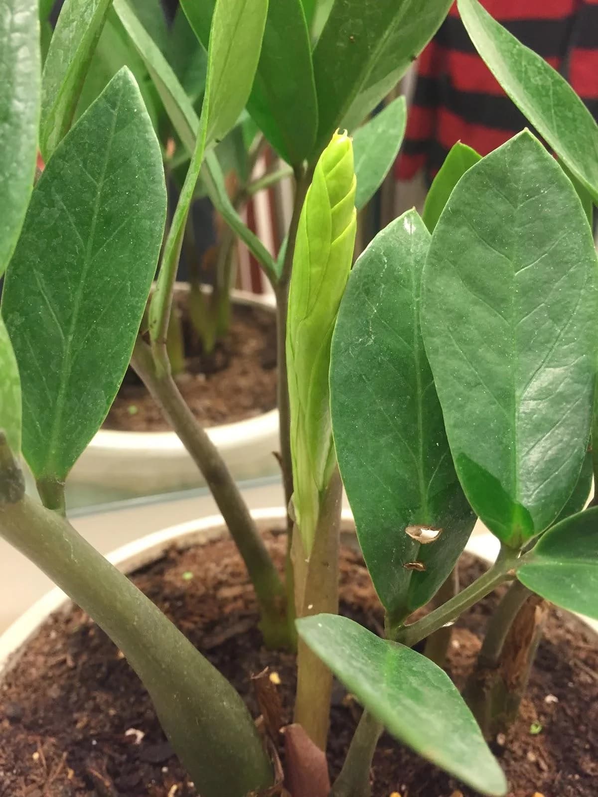 Zz Plant thumbnail 5