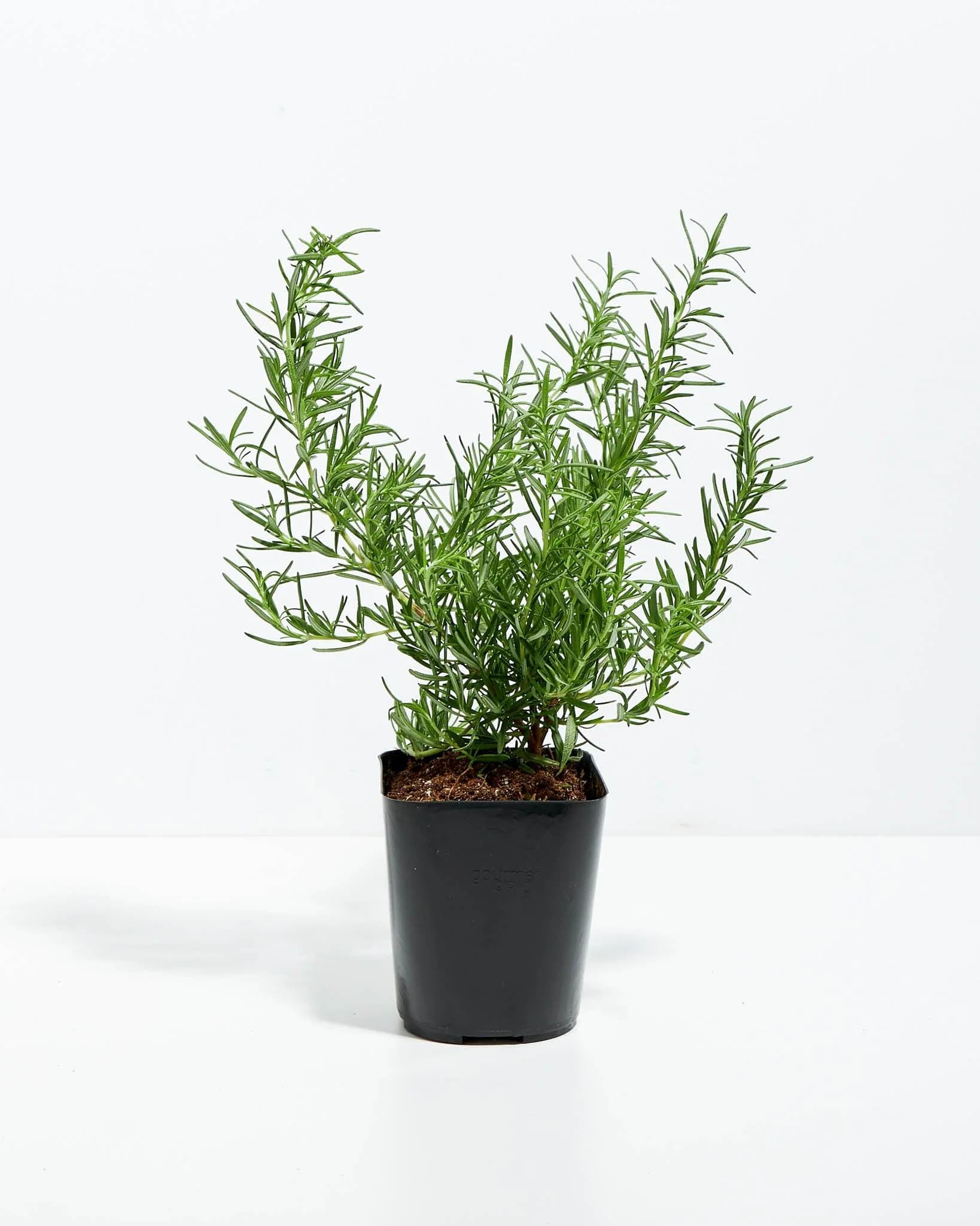 Rose Mery Plant