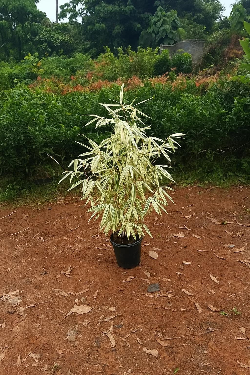 Varigated Bamboo