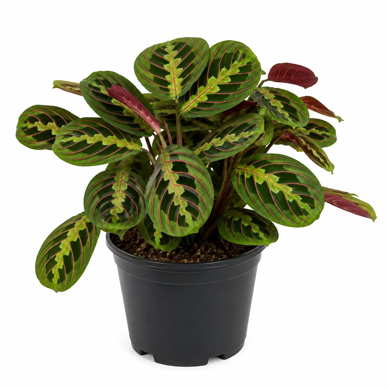 Maranta
