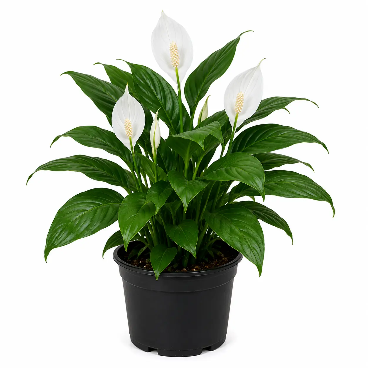 Live Peace Lily Or Spathiphyllum Plant Indoor Outdoor Plant Air Purifier Oxygen Supplier Good Luck With Round Pot For Living Room/bedroom/house/office (peace Lilly) (single Peace Lilly)
