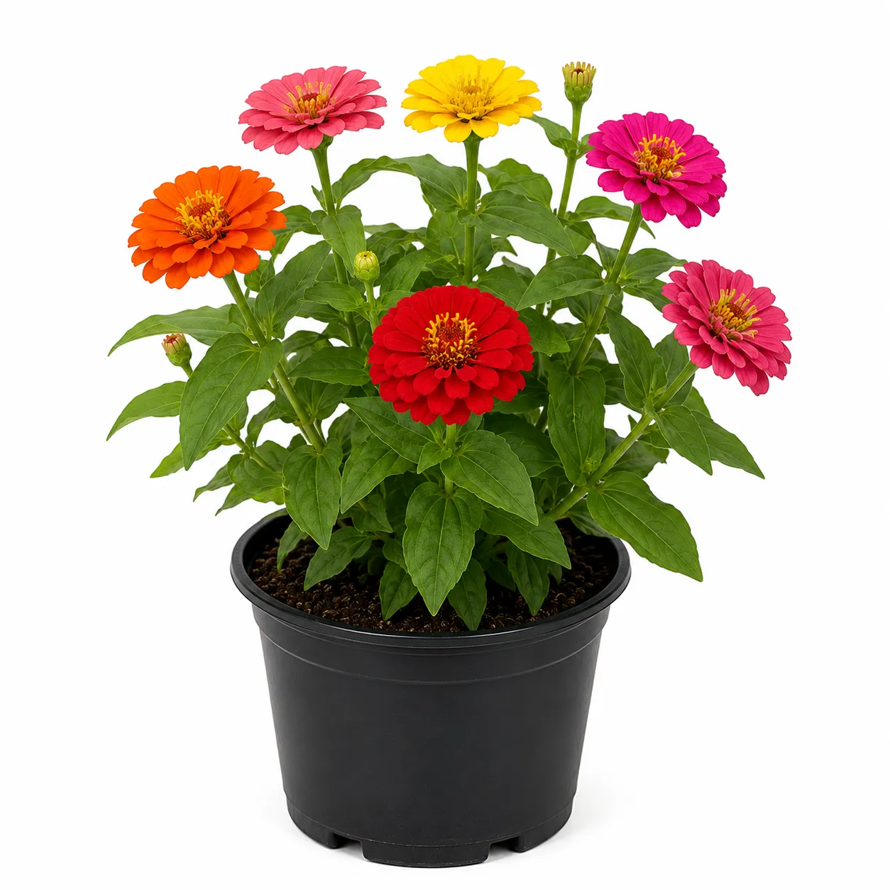 Zinnia