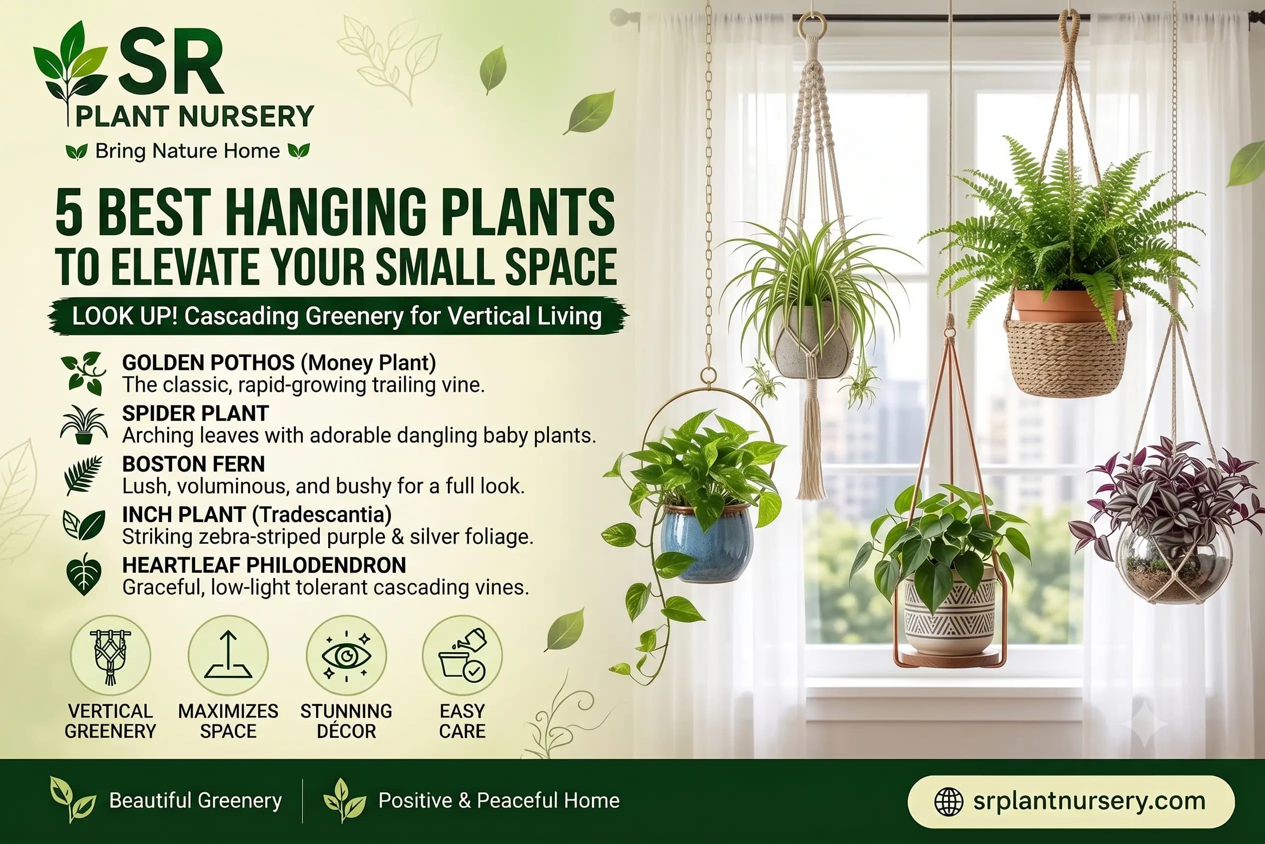 5 Best Hanging Plants to Elevate Your Small Space