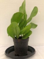 Excellent Scaevola taccada - Beach naupaka Plant - Image 3