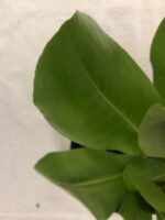 Excellent Scaevola taccada - Beach naupaka Plant - Image 2