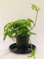 Attractive Air Purifier - Broken Heart Plant - Image 3