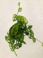 Attractive Air Purifier - Broken Heart Plant - Image 2